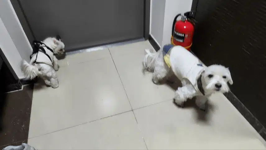 두리와 로니를 산책 하고 들어왔네요