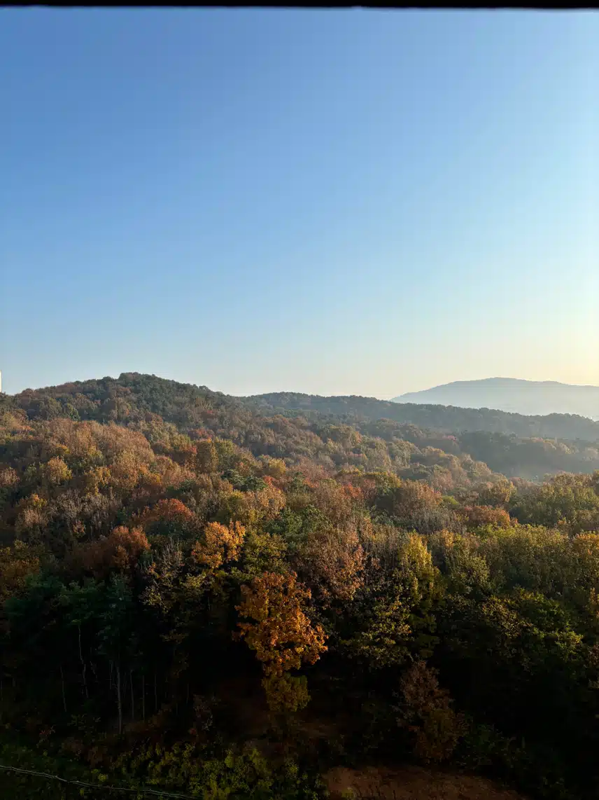 단풍이 예쁘네요