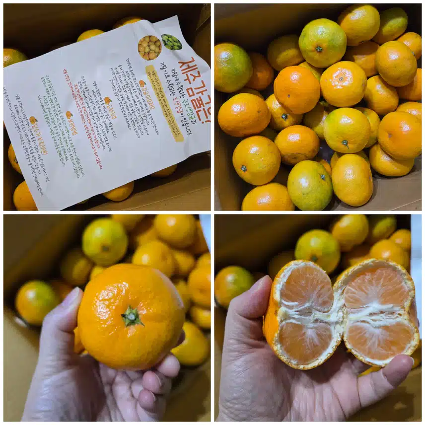 11/13(수)감귤 깨끗하게 세척해요~🍊