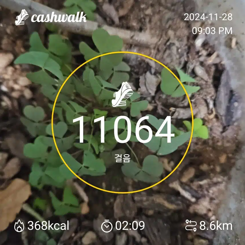 인증