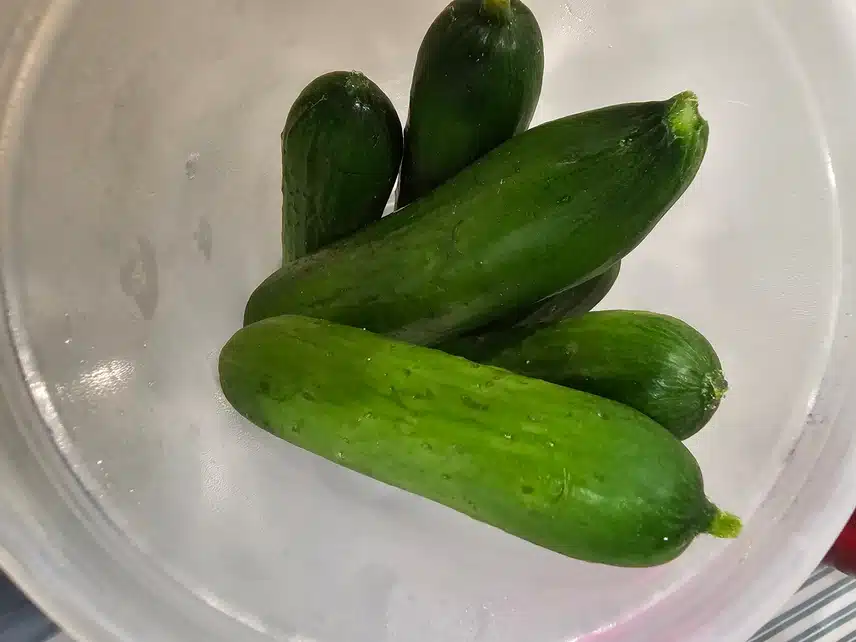 식전 오이 먹기