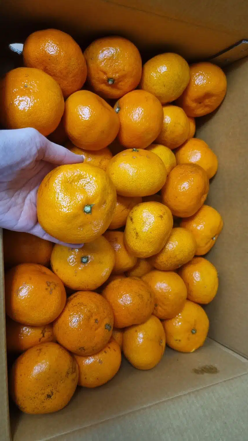 헬시딜 10kg 귤이 이번엔 설탕이예요 👍👍