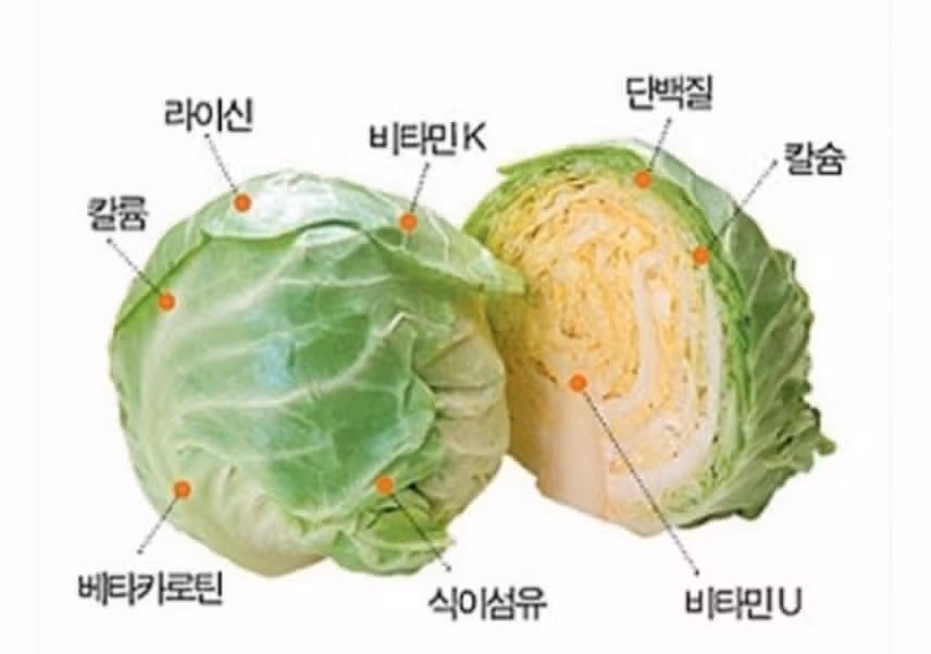 *양배추는 신이 내린 선물 중에 하나♡