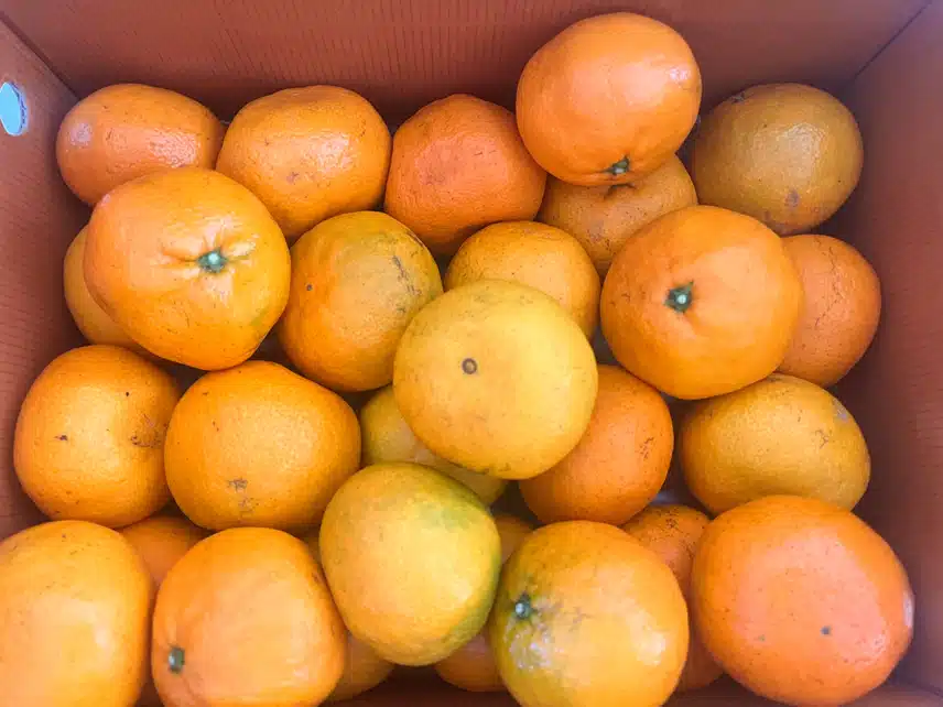 헬시딜🍊제주 귤 도착