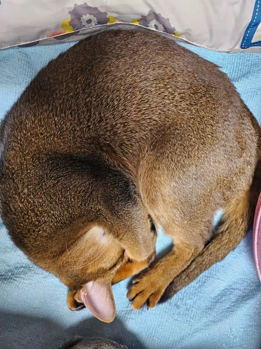 유미