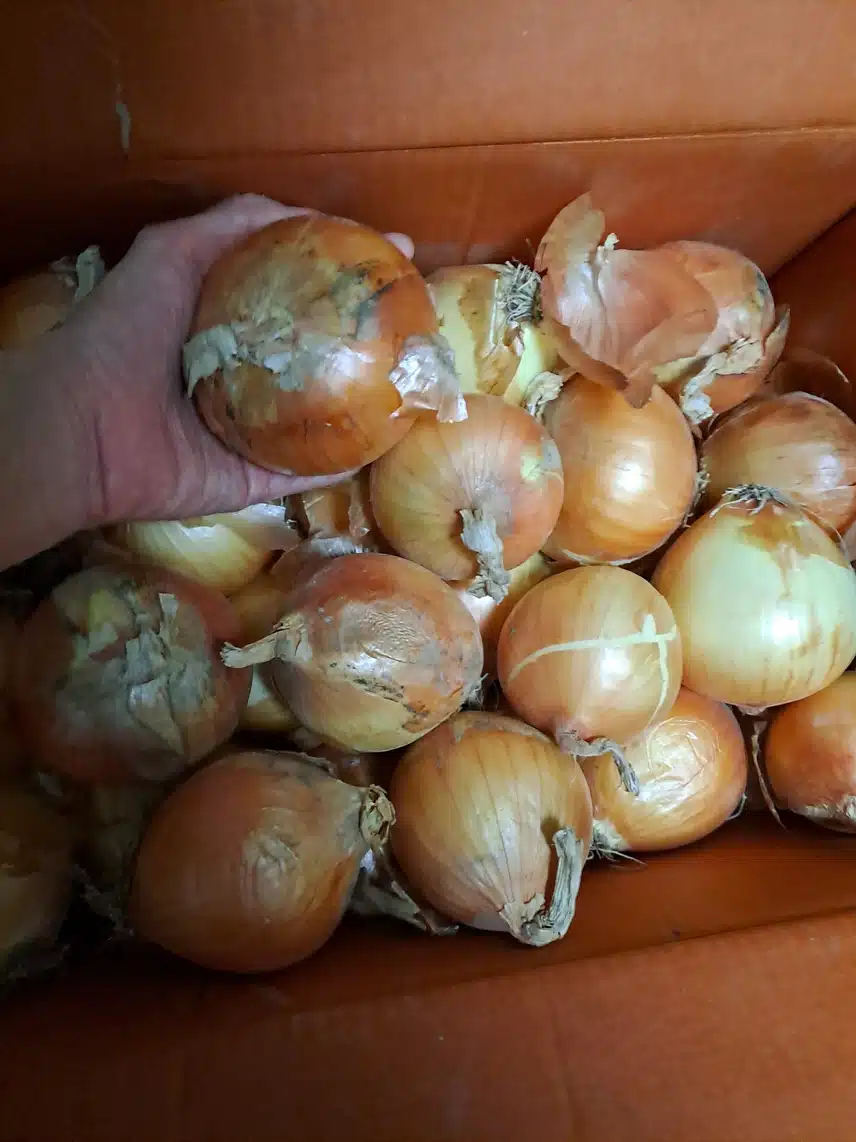 양파 너무 좋네요 