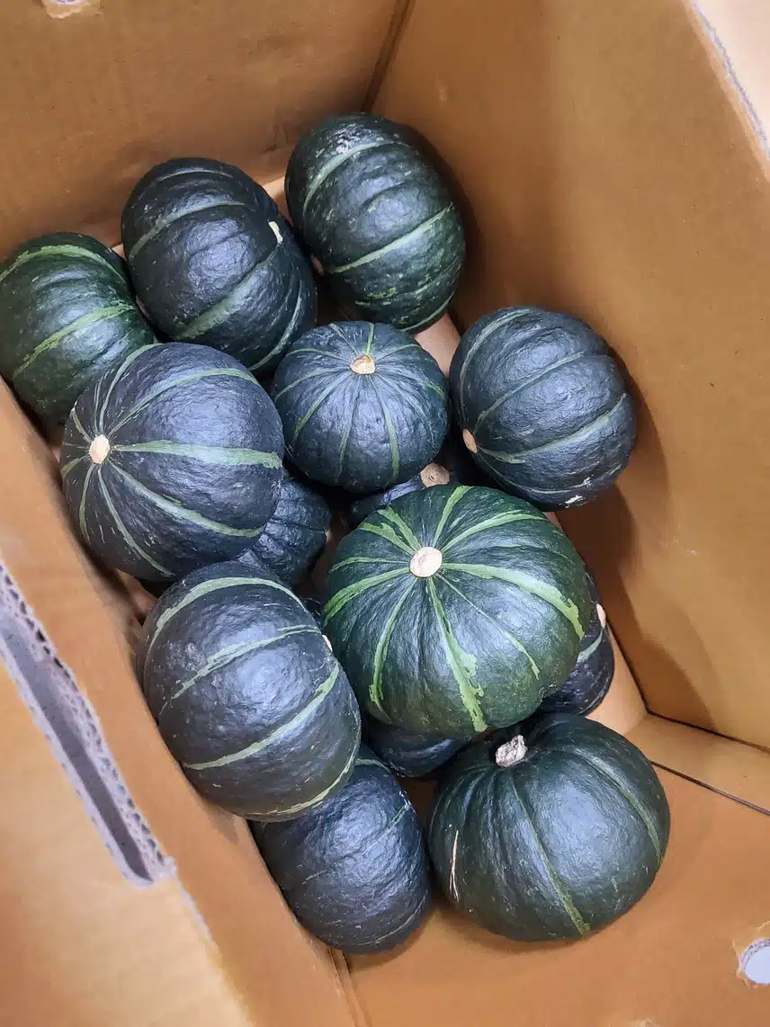 포슬포슬 밤호박  5kg