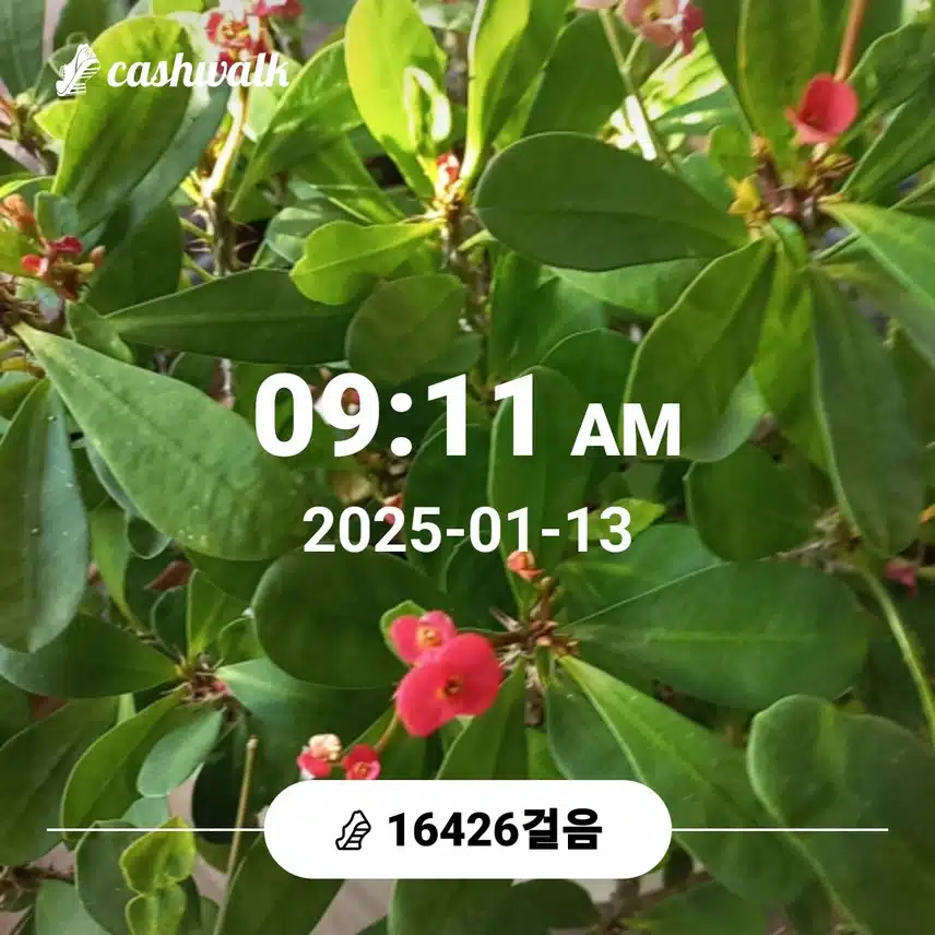 명절산양산삼침향한하루7천보걷기챌린지
