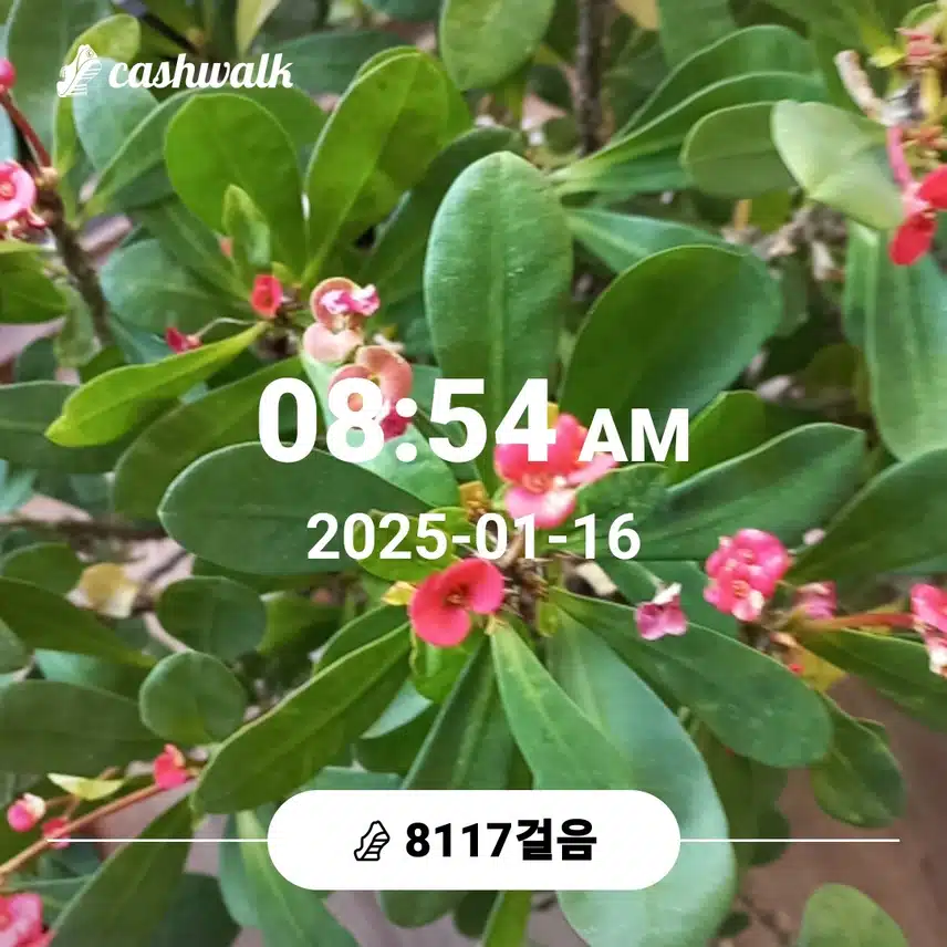 명절산양산삼침향환하루7천보걷기챌린지