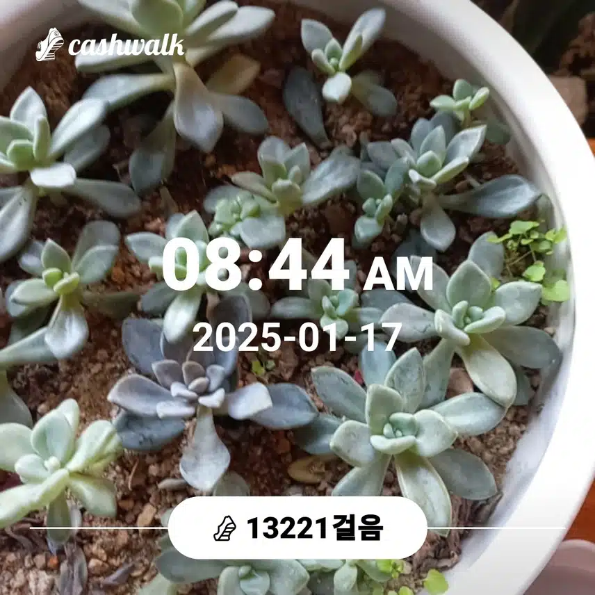 명절산양산삼참향환하루7천보걷기챌린지