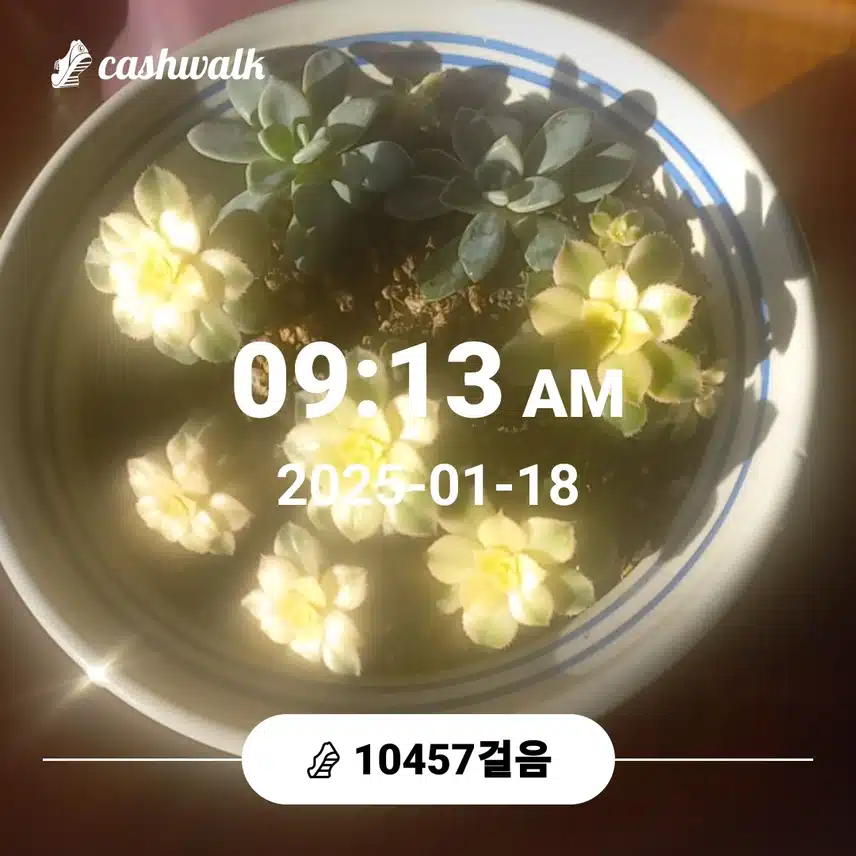명절산양산삼침향환하루7천보걷기챌린지