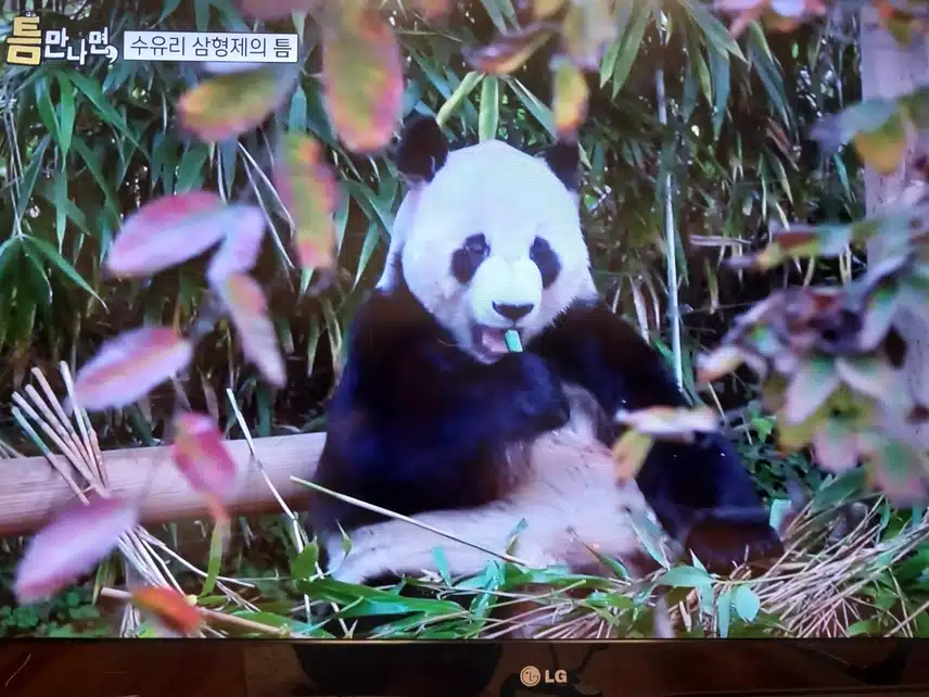 틈만나면 판다멍