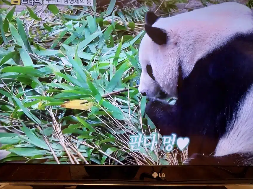 틈만나면 판다멍