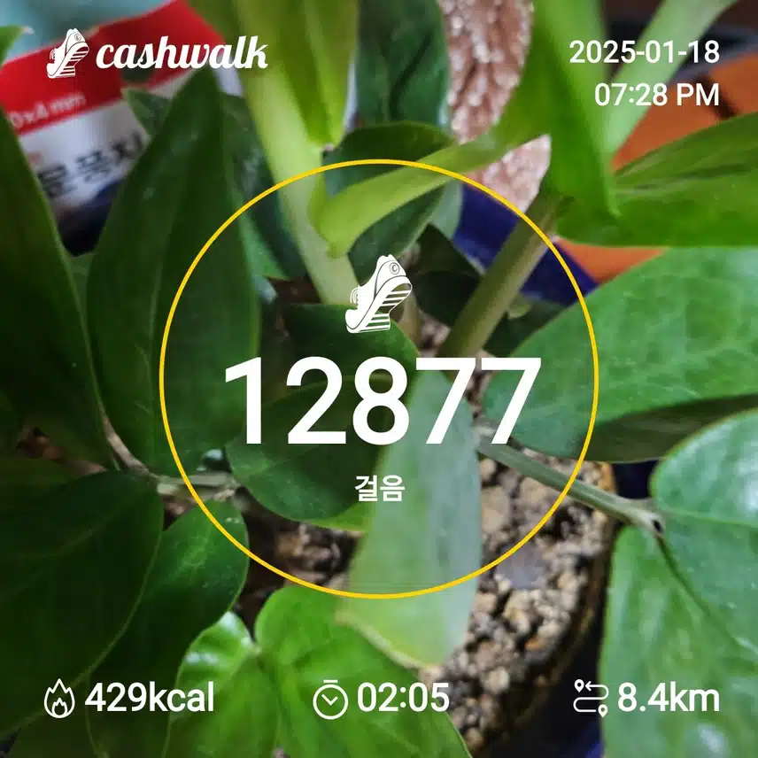인증