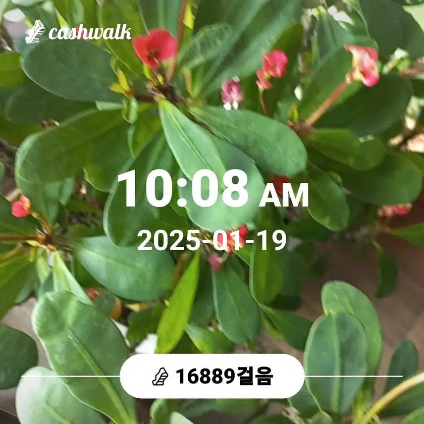 명절산양산삼침향환하루7천보걷기챌린지