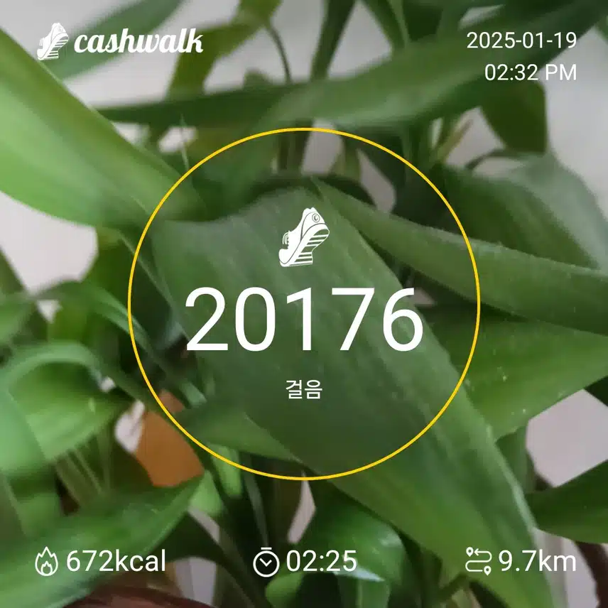 하루7천보걷기 