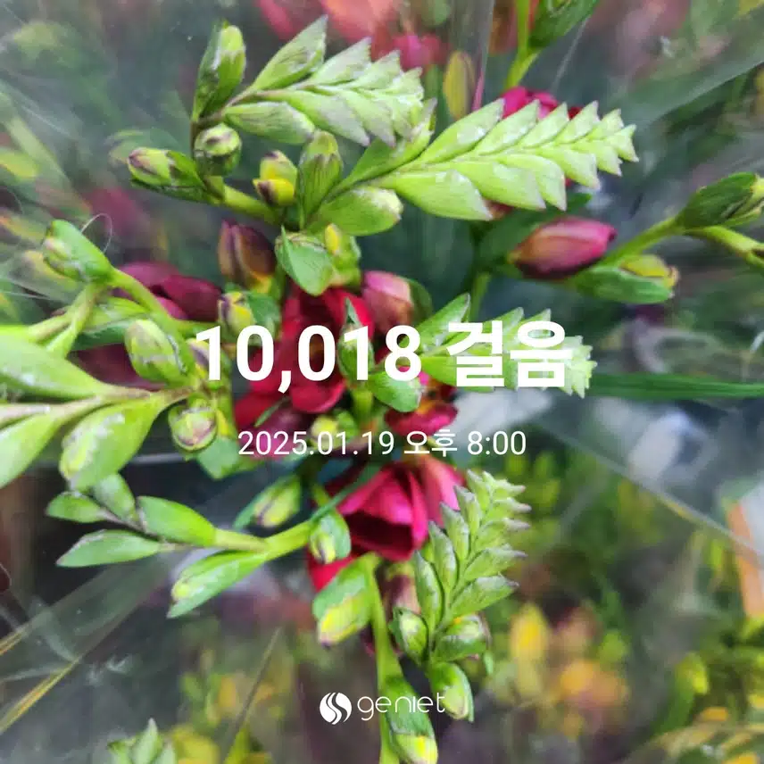 만보걷기 