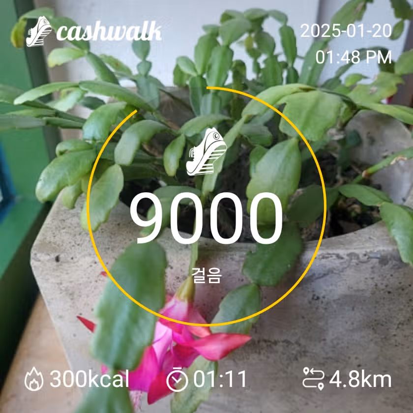 밸런스핏 인증
