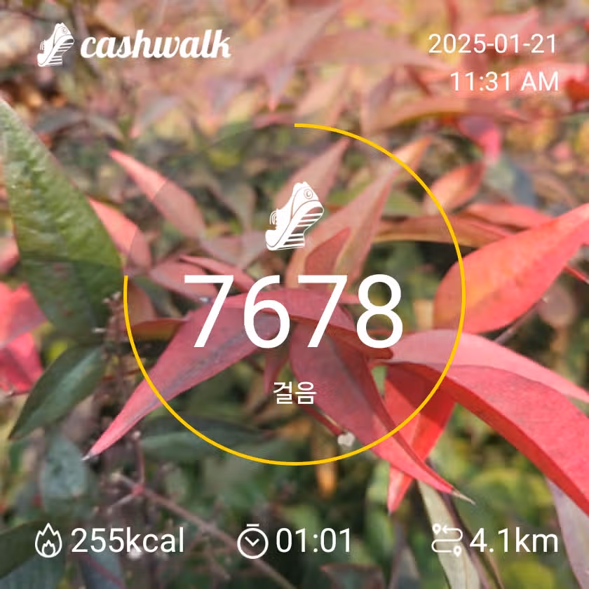 밸런스핏 인증 