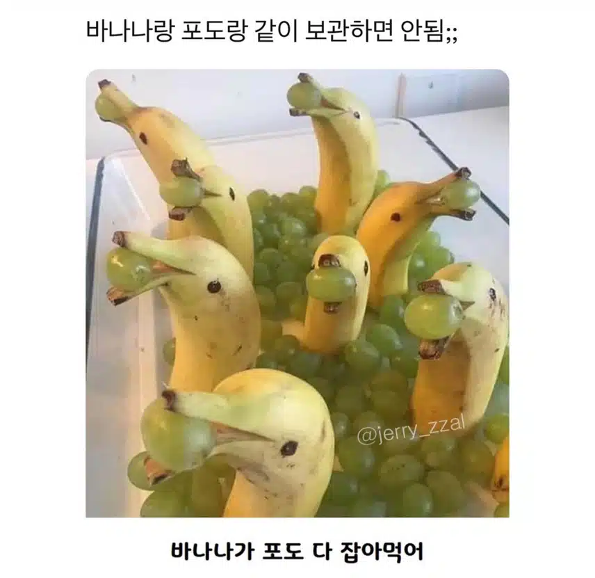 바나나랑 포도를 같이 보관하면..