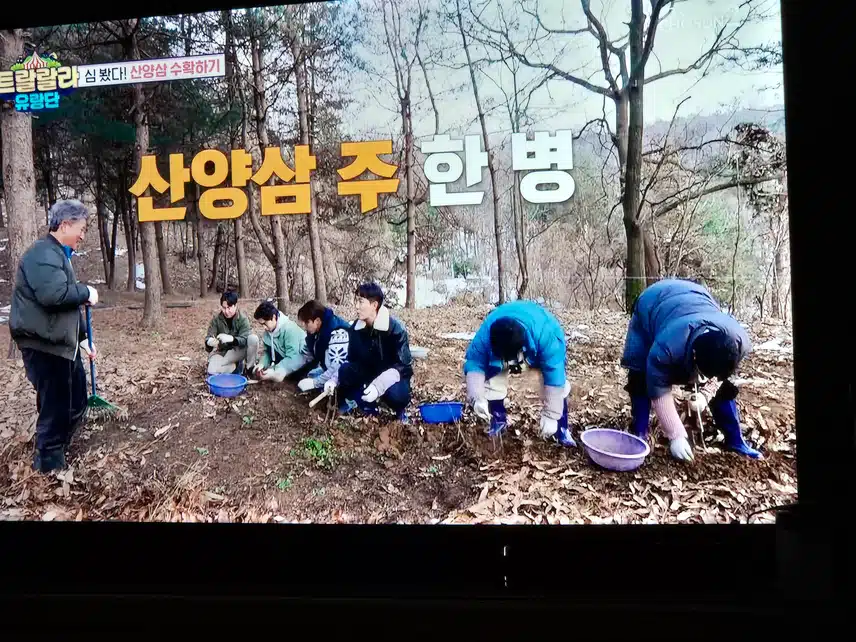 트랄랄라 유랑단이 이번엔 산양삼을 캐러갔네요