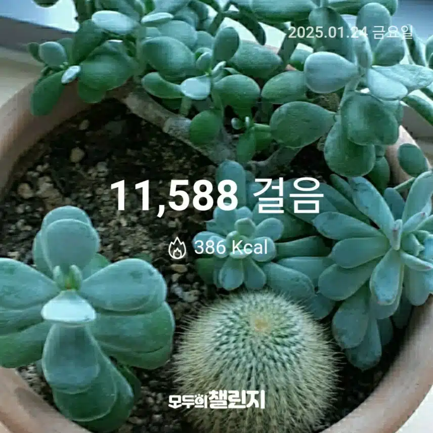 1월 24일 만보 완주