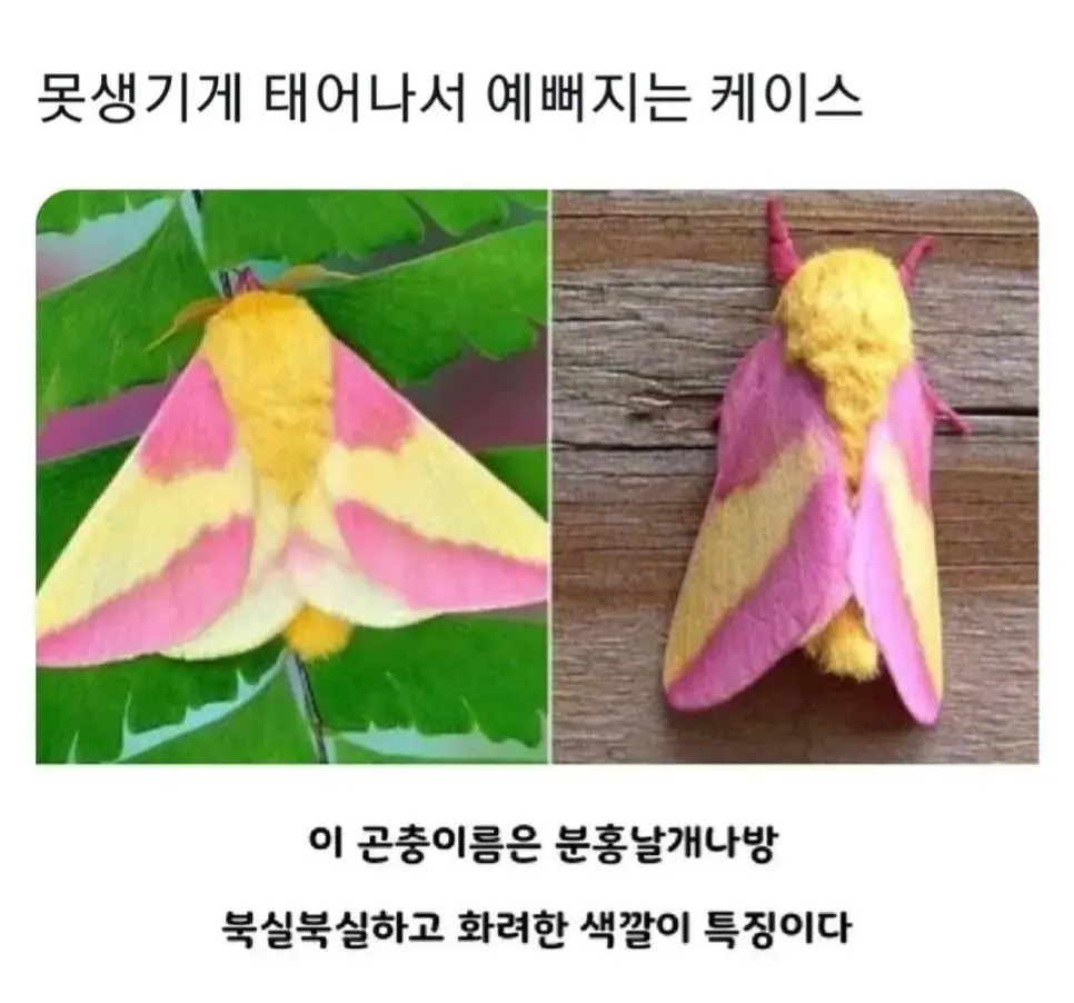 못생기게 태어나서 예뻐지는 케이스