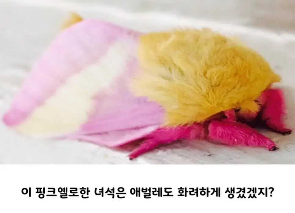 못생기게 태어나서 예뻐지는 케이스