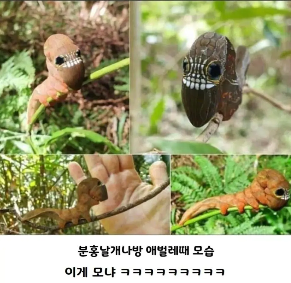 못생기게 태어나서 예뻐지는 케이스