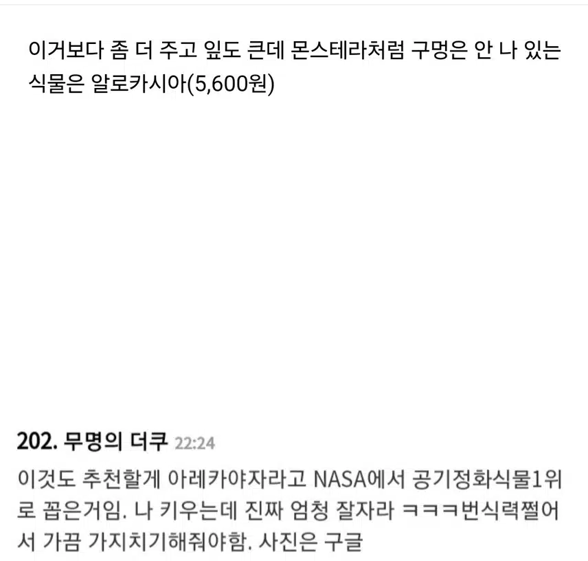 키우기 쉽고 가성비 좋은 공기정화식물
