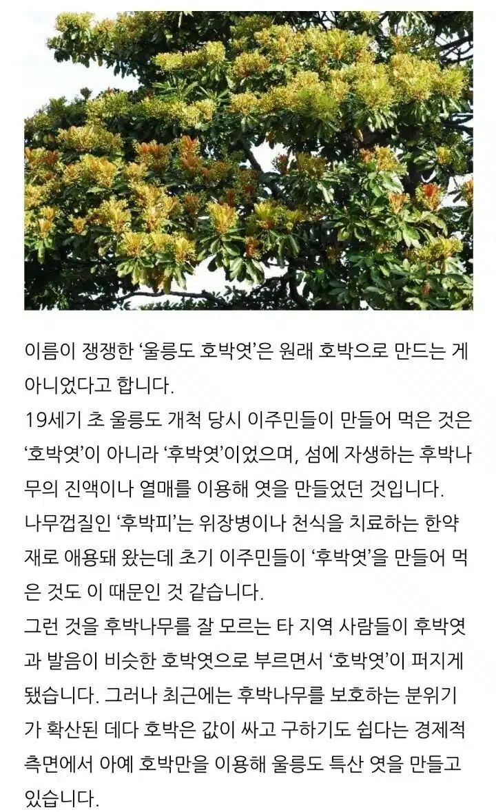 울릉도 호박엿의 진실