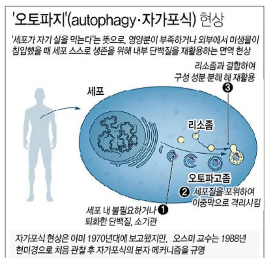 (복부지방) 간헐적 단식 다이어트.연구 결과