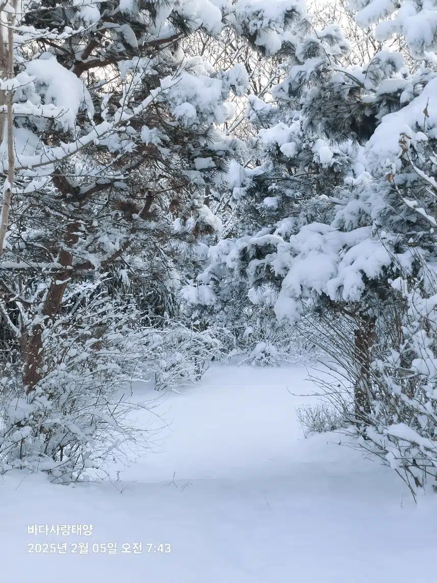 아침 밥은 간단하게 단호박차, 삶은 고구마, 삶은 달걀 그리고 우유로 해결~~~