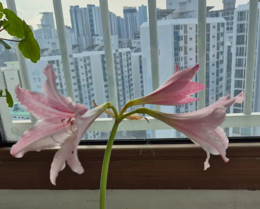 핑크 나리꽃 마지막 한송이 더 피었어요
