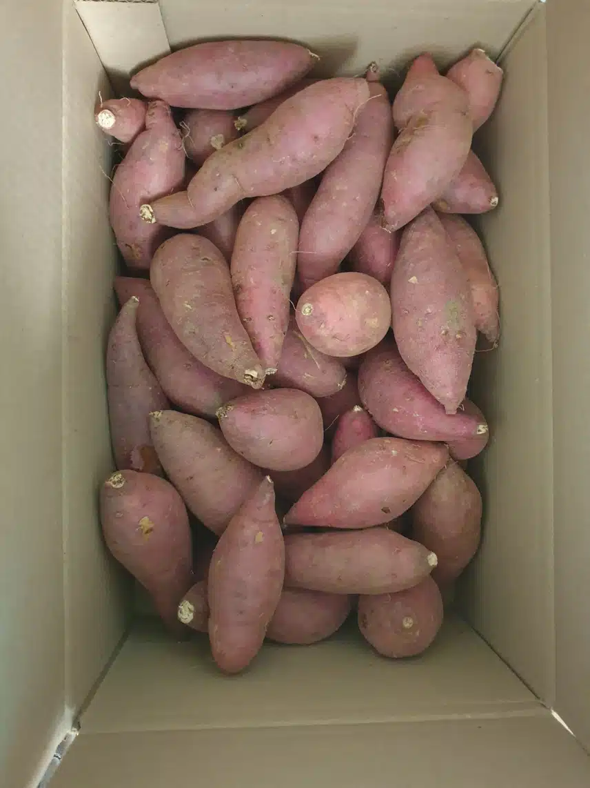 고구마 