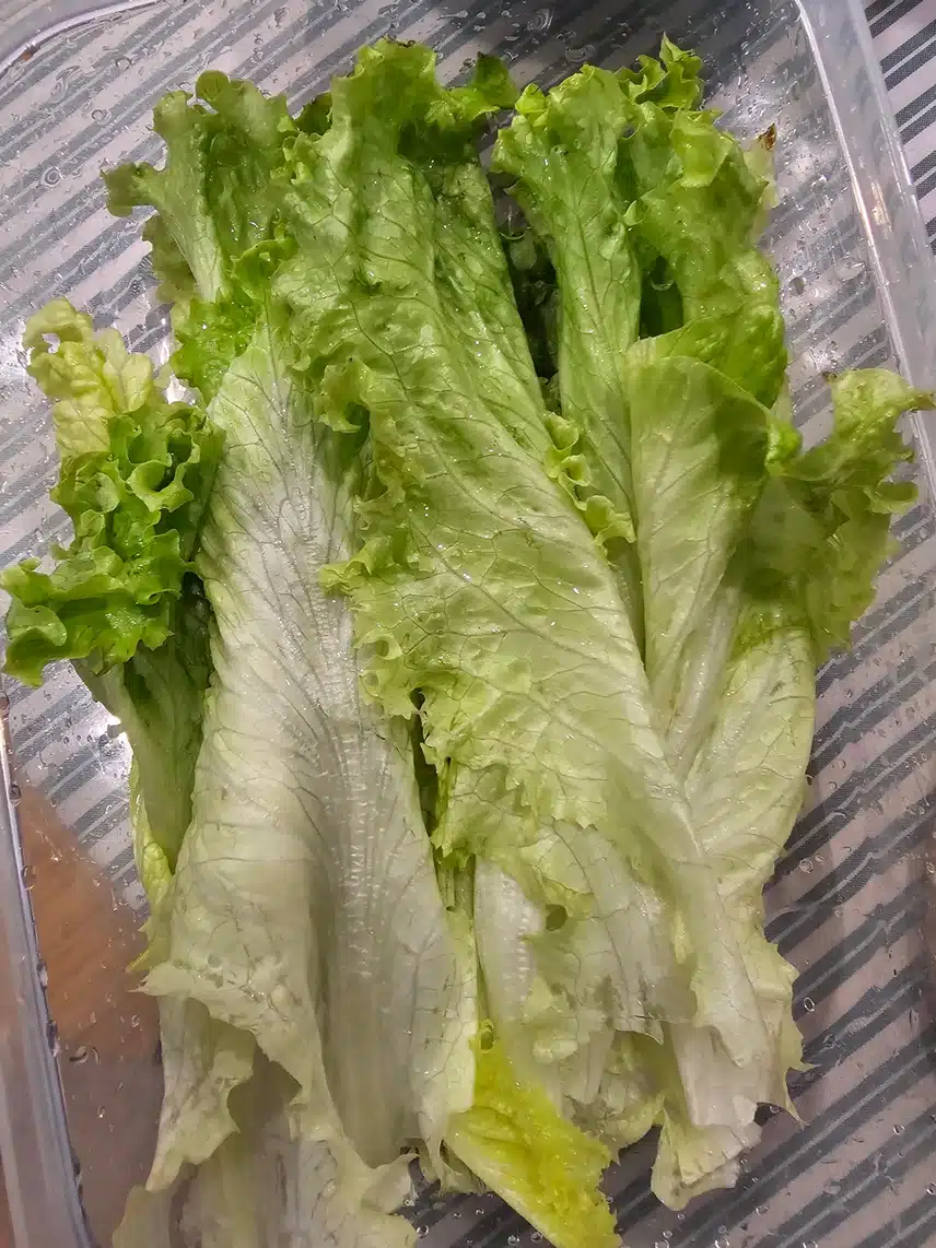 상추