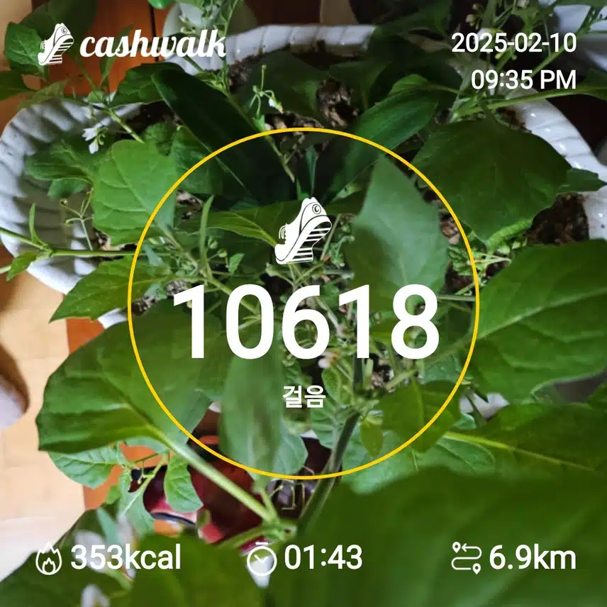 인증