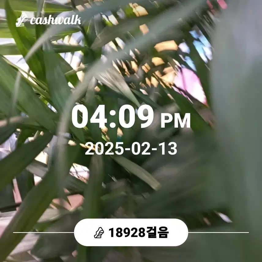 백세걷강젤리칼창과함께하는하루7천보챌린지