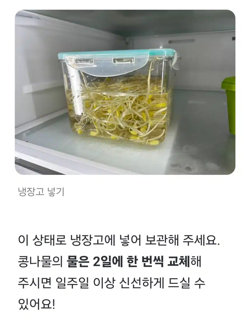 (생활의 지혜) 콩나물 아직도 그냥 냉장고에 보관하세요❓️