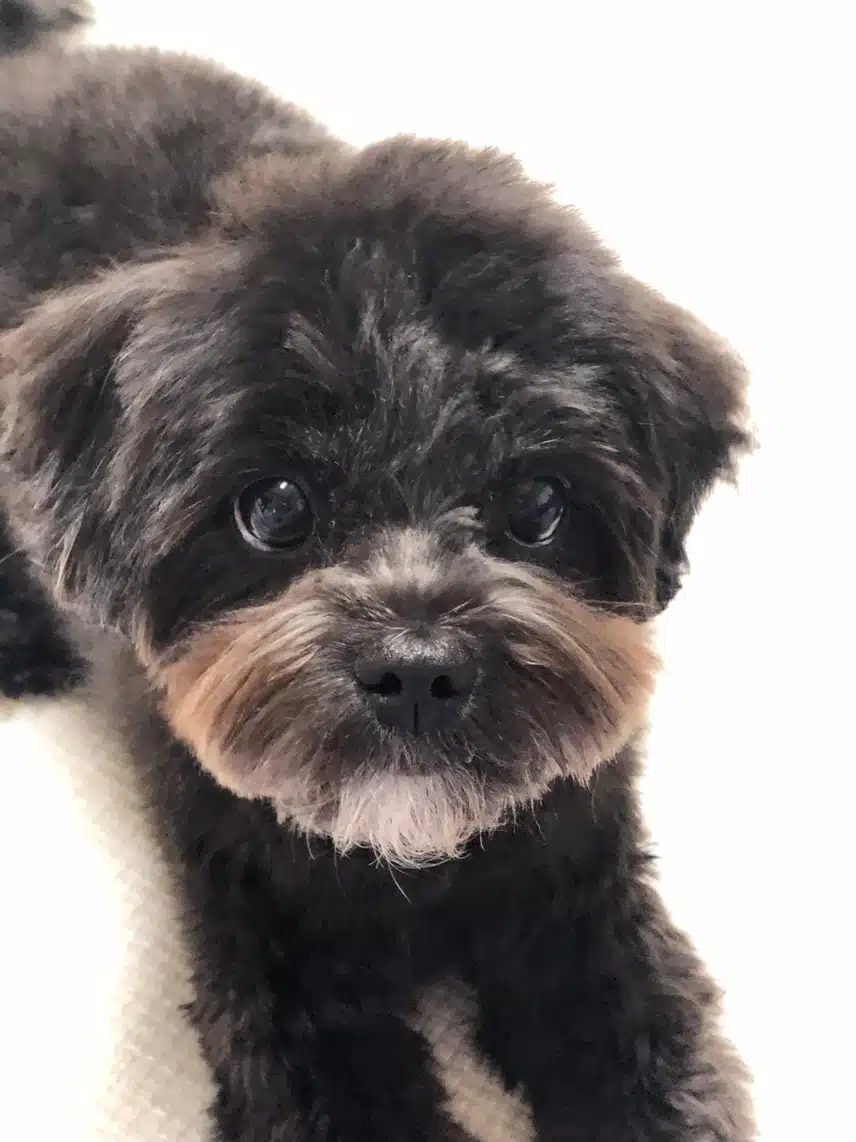 르블이 2탄