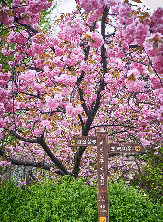 전주 벚꽃명소로 유명한 완산칠봉 꽃동산