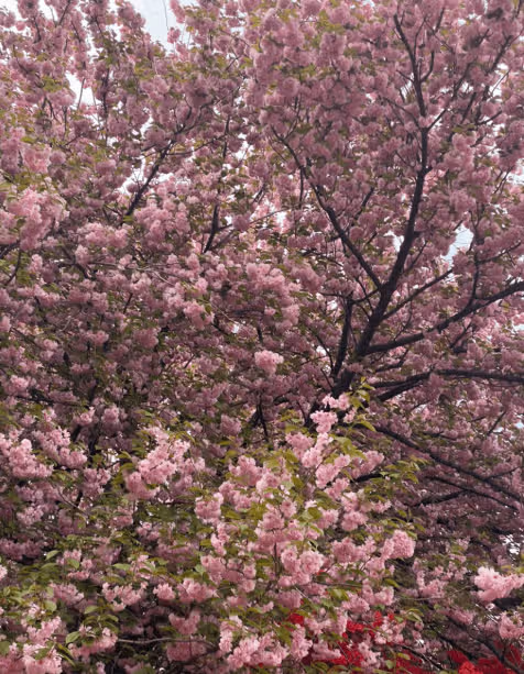 전주 벚꽃명소로 유명한 완산칠봉 꽃동산