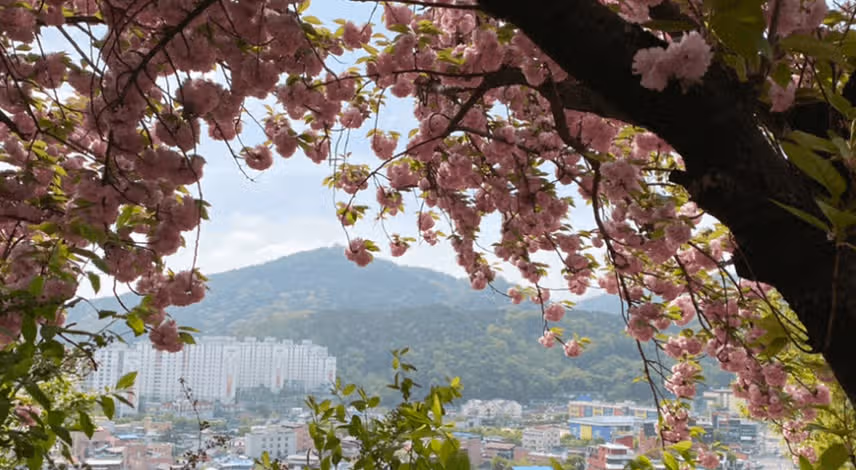 전주 벚꽃명소로 유명한 완산칠봉 꽃동산