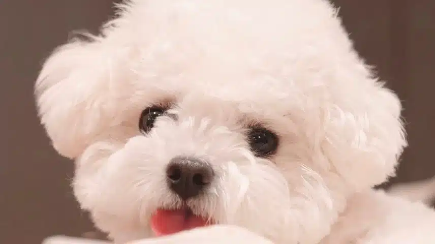 Cha Eun-woo y su pequeño y precioso cachorro tienen una química perfecta. 