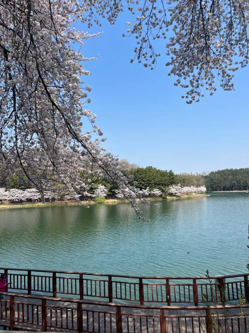 군산 벚꽃명소 💖 은파호수공원