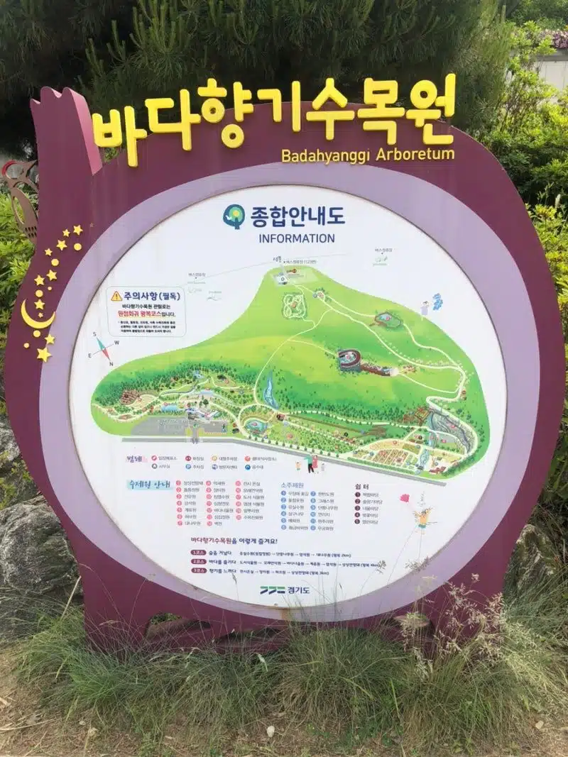 대부도 바다향기수목권 벚꽃 명소에요