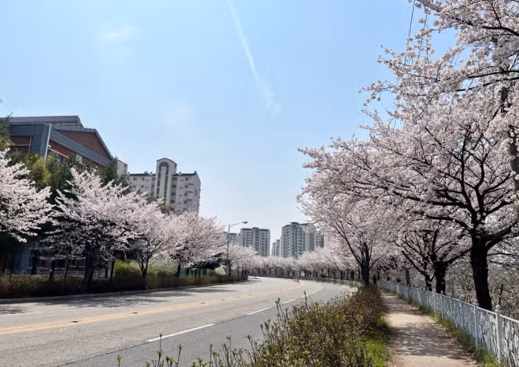 전주 벚꽃명소 하가지구 천변길 추천해요