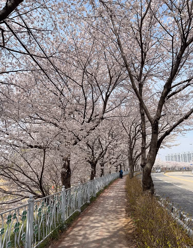 전주 벚꽃명소 하가지구 천변길 추천해요