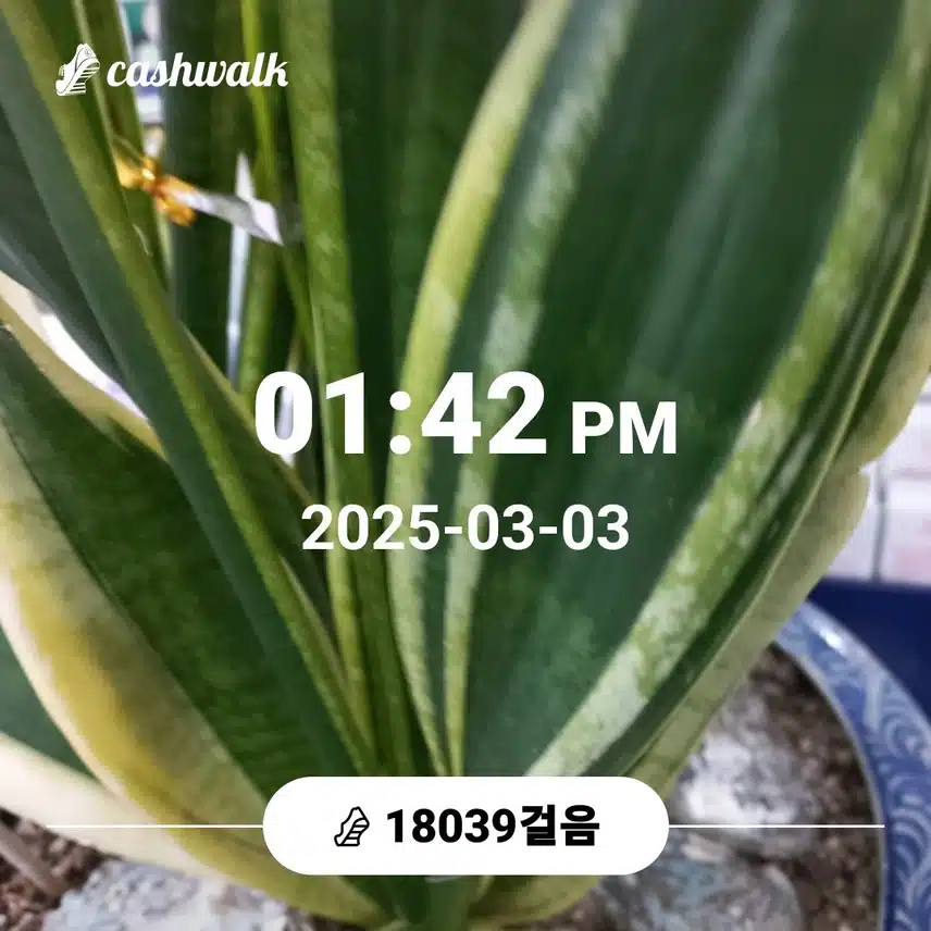 명절산양산삼침향환하루7천보걷기챌린지