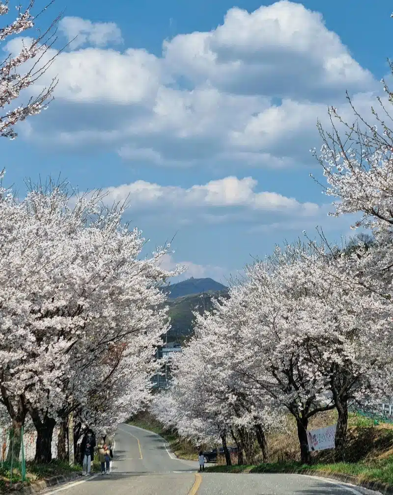 🌷경기도 파주 임진리 벚꽃길 너무 예뻐요